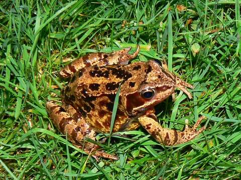 Image of Common frog