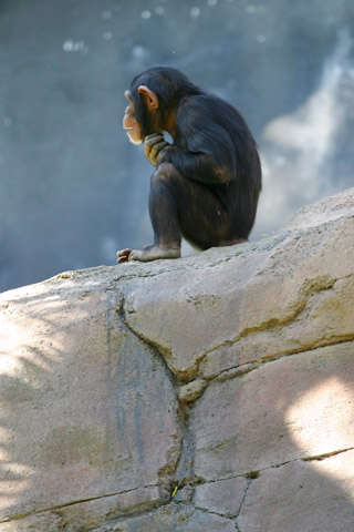 Image of chimpanzee