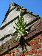 Image of Great Mullein