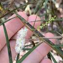 Image of Acacia longissima H. L. Wendl.