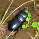 Image of Serrognathus (Brontodorcus) eurycephalus (Burmeister 1847)