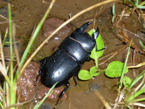 Image of Serrognathus (Brontodorcus) eurycephalus (Burmeister 1847)