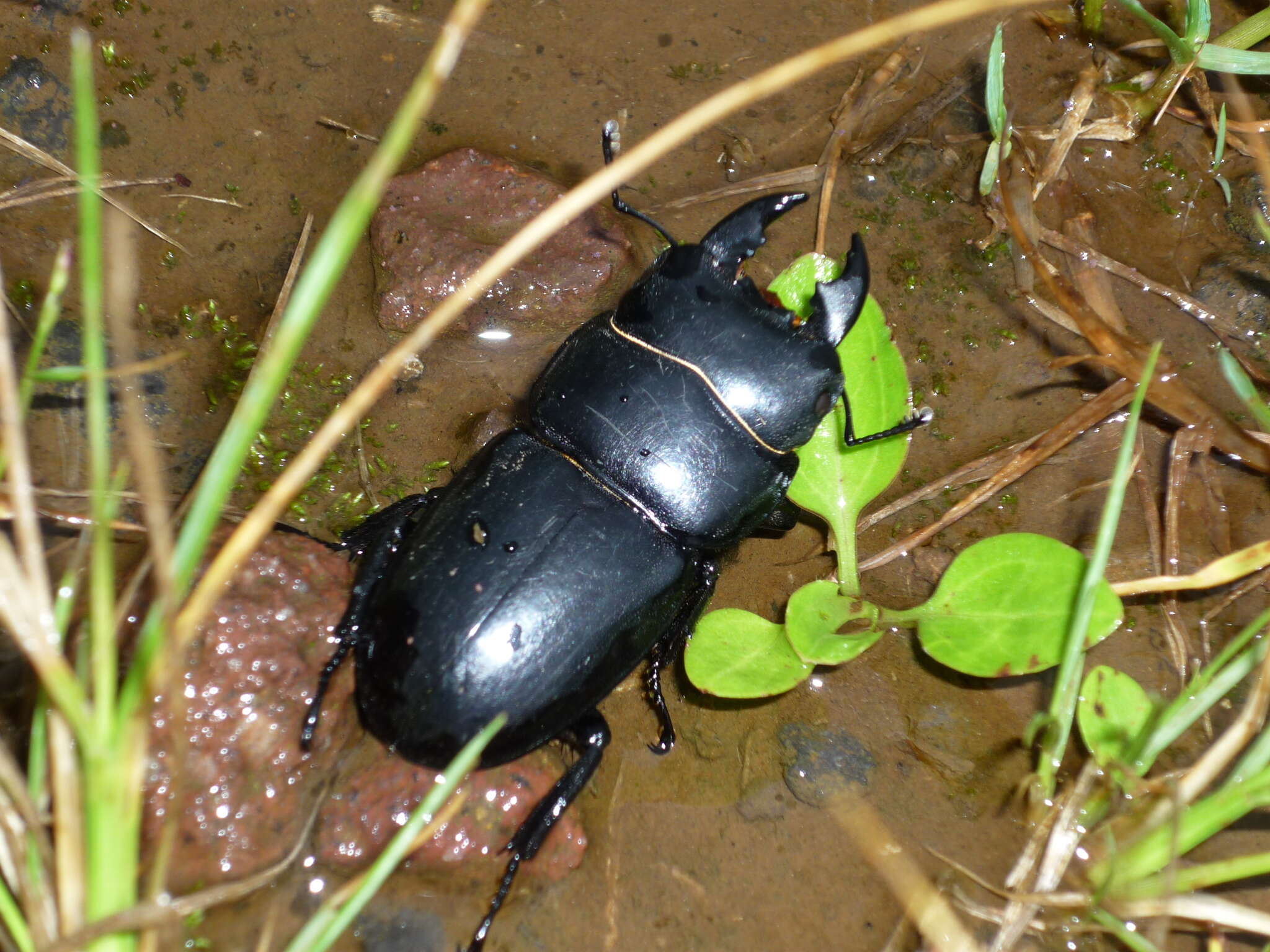 Image de Serrognathus (Brontodorcus) eurycephalus (Burmeister 1847)