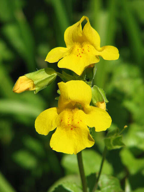 Image of Erythranthe guttata (DC.) G. L. Nesom