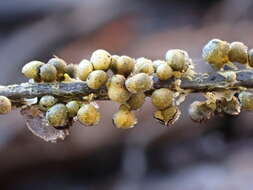 Image of Physarum albescens