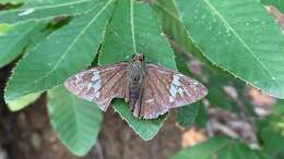 Image of Lobocla bifasciatus Bremer & Grey 1853