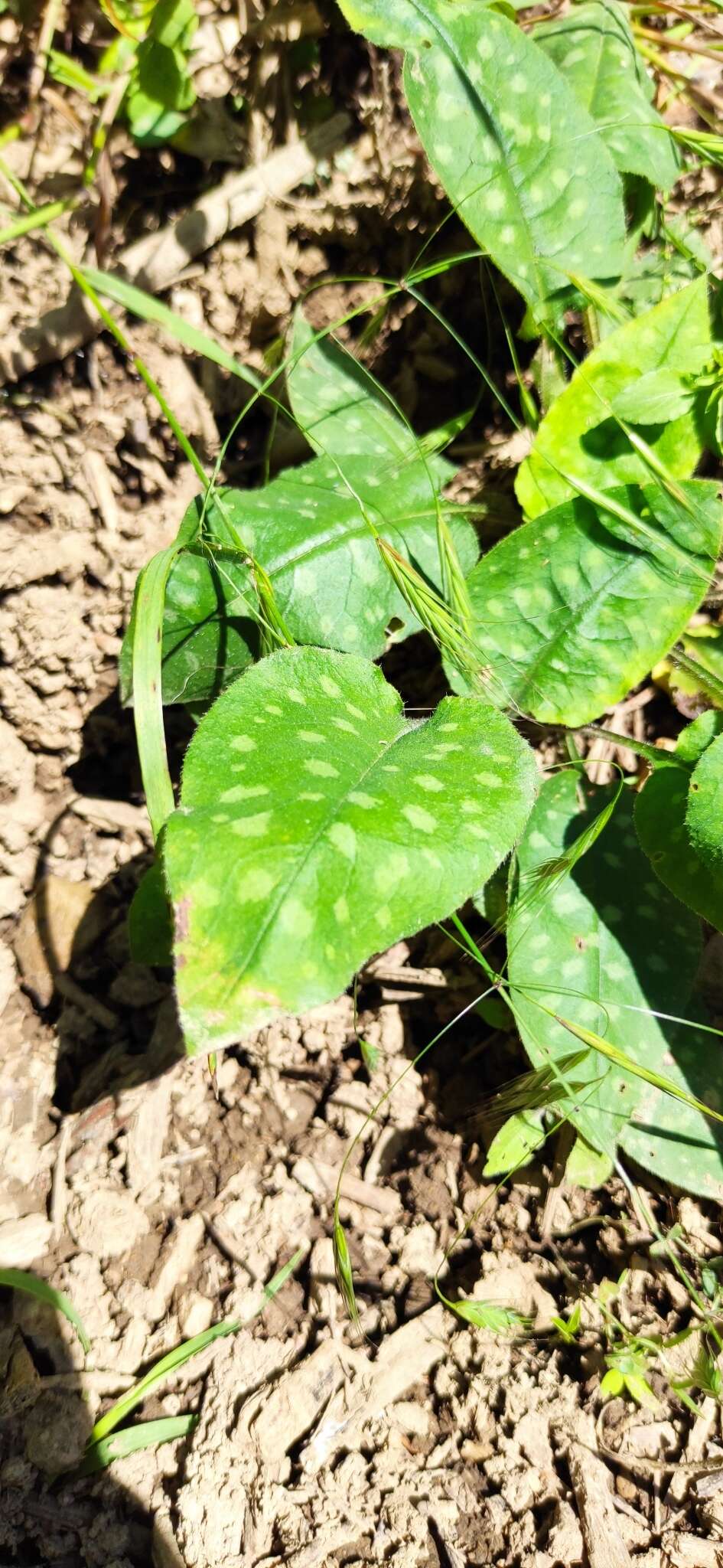 Image of Pulmonaria hirta