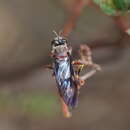 Image of Daptolestes limbipennis (Macquart 1846)