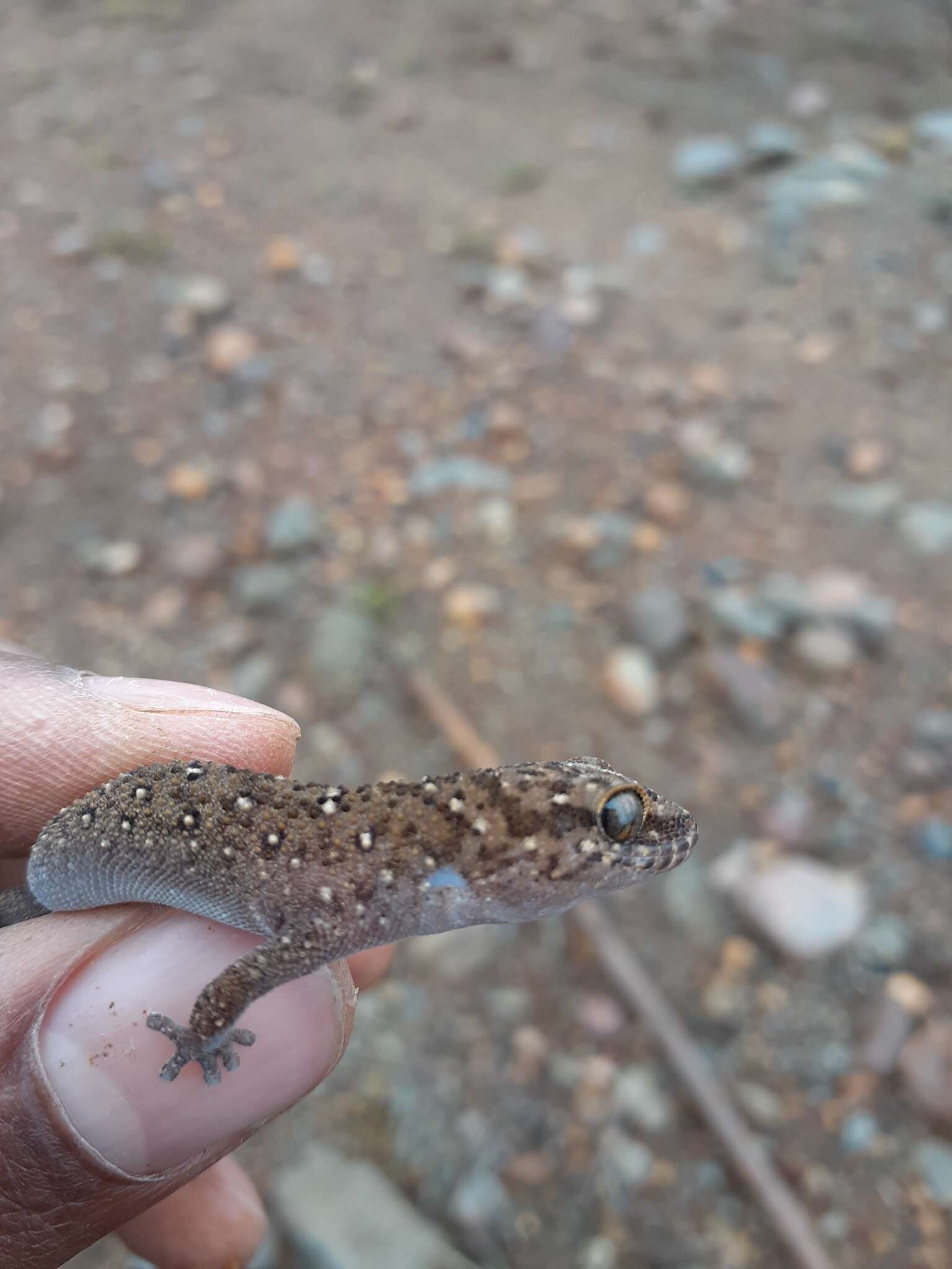 Image of Van Son's Gecko