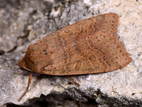 Image of Agrochola pistacinoides d'Aubuisson 1867