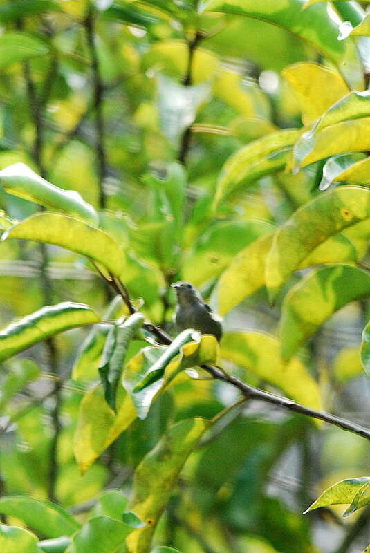 Image of Plain Flowerpecker