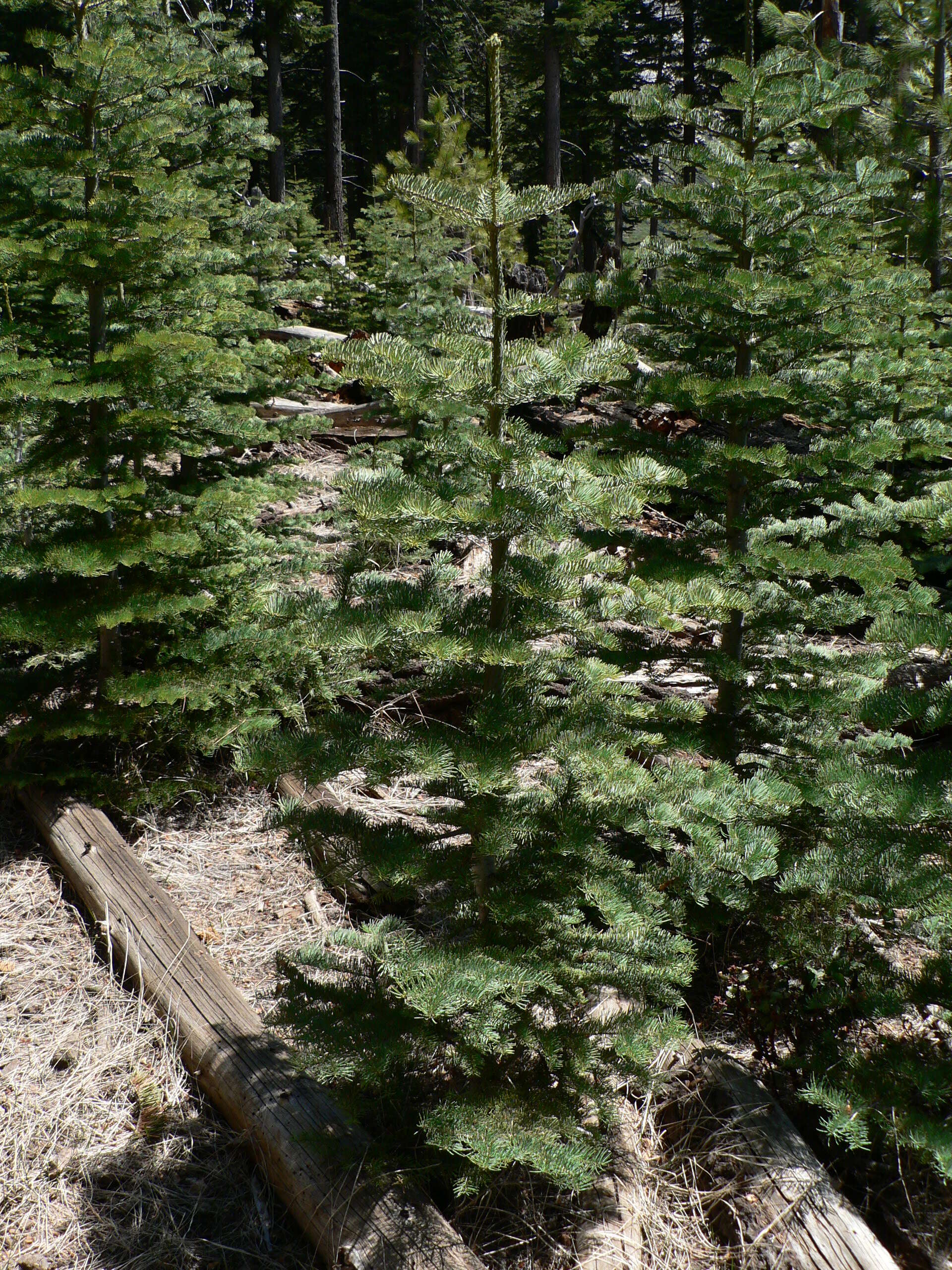 Image of white fir