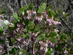 Image of greenleaf manzanita