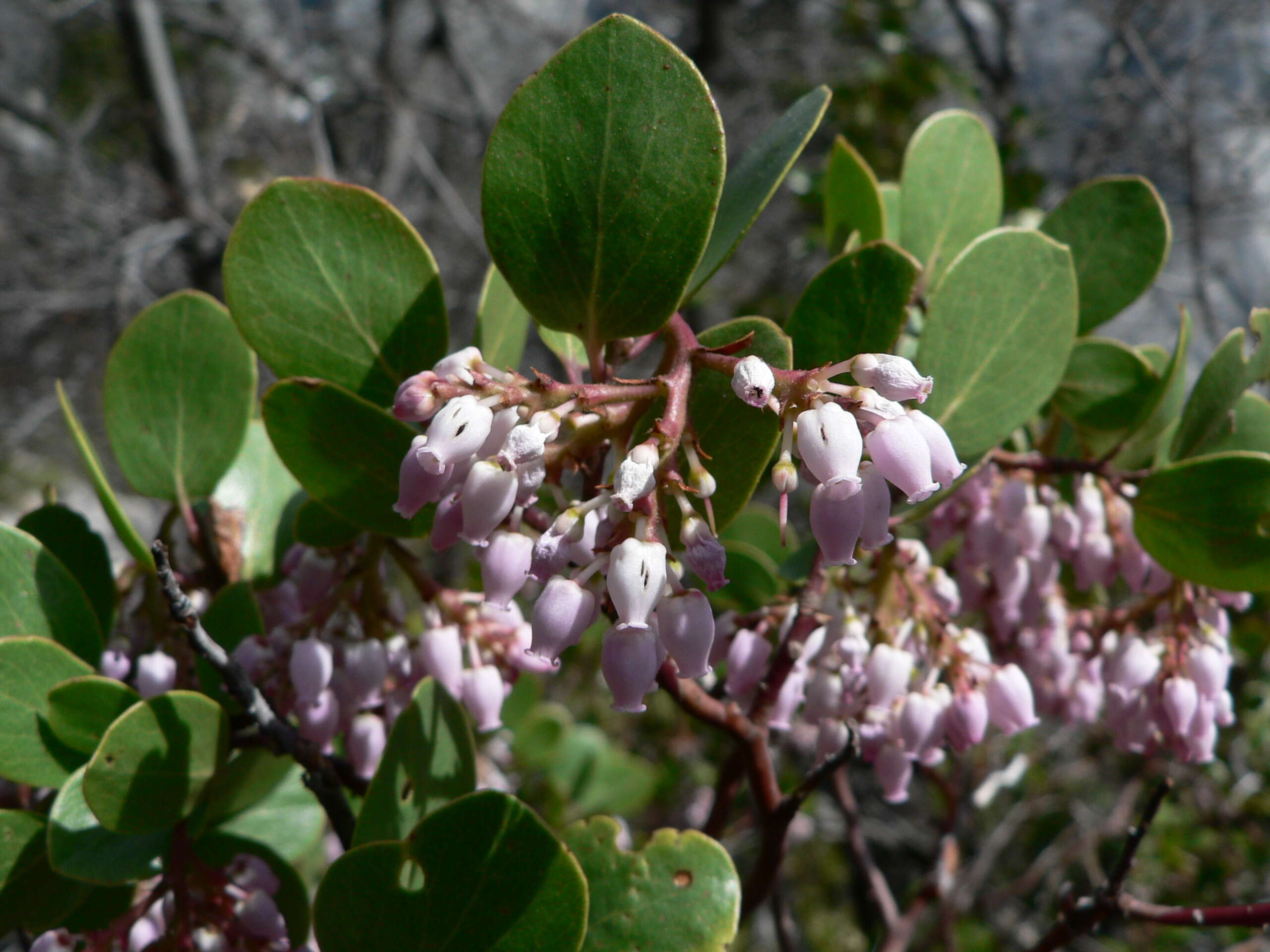 Image of greenleaf manzanita