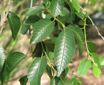 Image of Siberian Elm