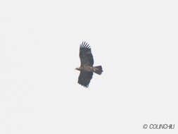 Image of Asian Imperial Eagle