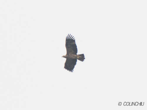 Image of Asian Imperial Eagle