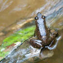 Image de Mantidactylus majori Boulenger 1896