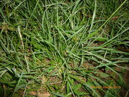 Image of Indian lovegrass