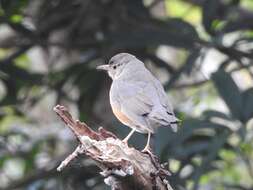 Image of Grey-backed Thrush