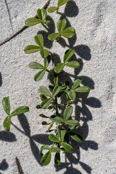 Imagem de Psoralea repens P. J. Bergius