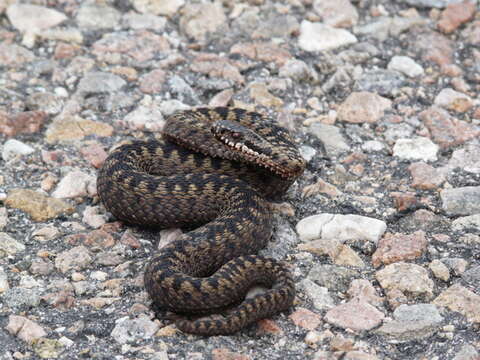 Image of Adder