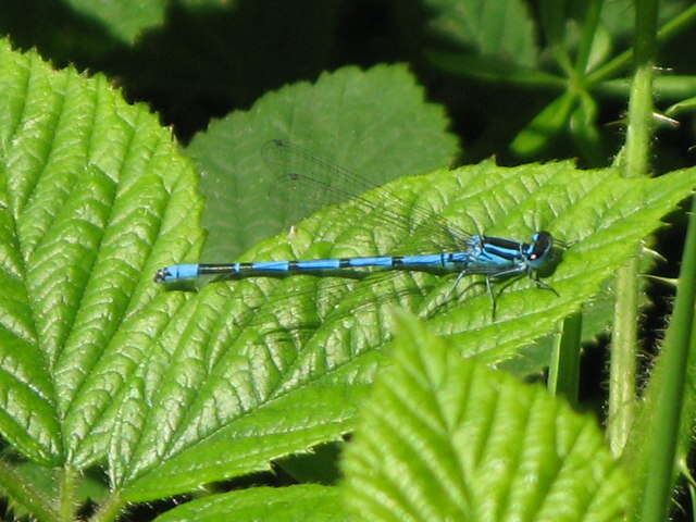 Image of Azure Bluet