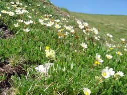 Imagem de Dryas octopetala L.