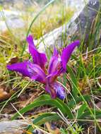 Image of Iris pumila subsp. attica (Boiss. & Heldr.) K. Richt.