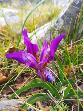 Plancia ëd Iris pumila subsp. attica (Boiss. & Heldr.) K. Richt.