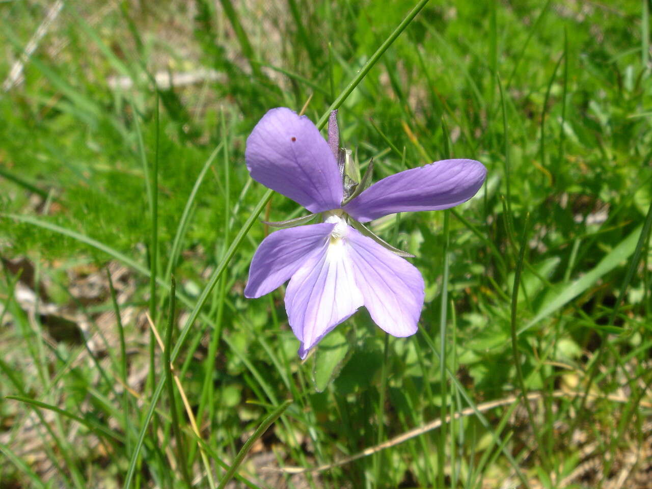 Image of Horned Pansy