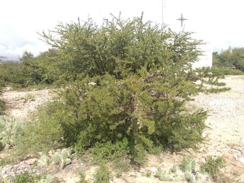 Image de Parkinsonia andicola