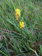 Image of Bog asphodel