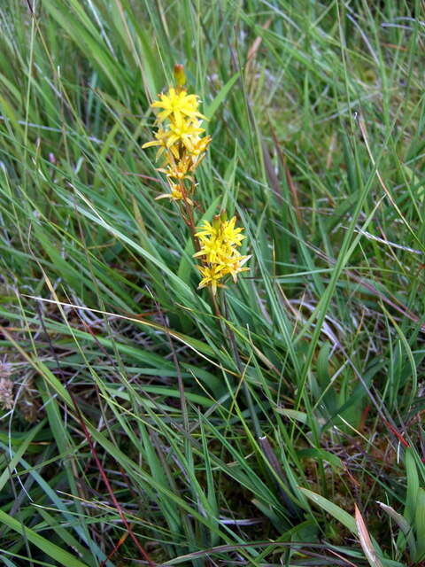 Image of Bog asphodel