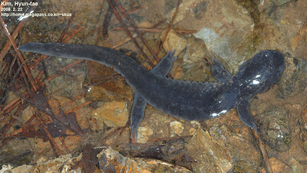 Image of Kori salamander