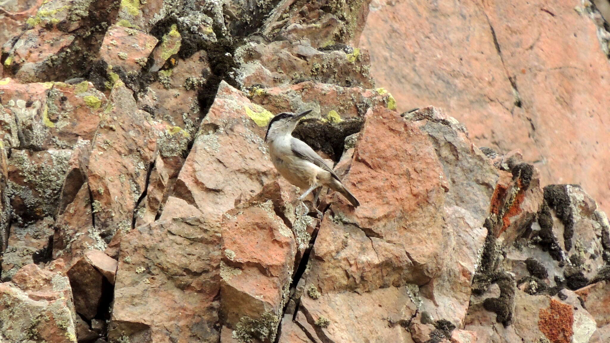 Image de Sittelle des rochers