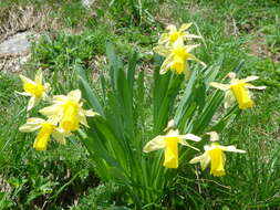 Image of daffodil