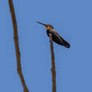 Plancia ëd Anthracothorax mango (Linnaeus 1758)