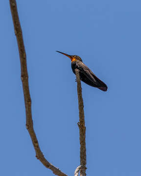 Plancia ëd Anthracothorax mango (Linnaeus 1758)