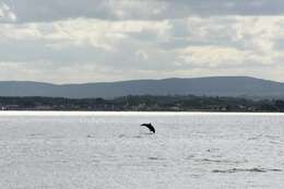 Imagem de Tursiops Gervais 1855