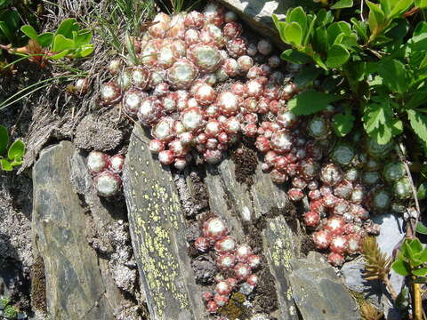 Image of Cobweb Houseleek