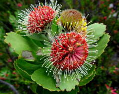 Image of Leucospermum winteri J. P. Rourke