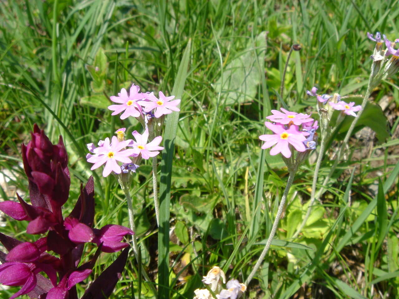 Plancia ëd Primula farinosa L.