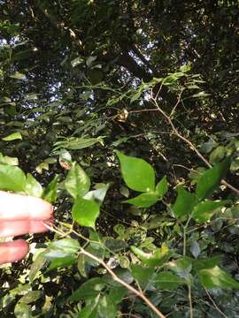 Plancia ëd Indigofera natalensis Bolus