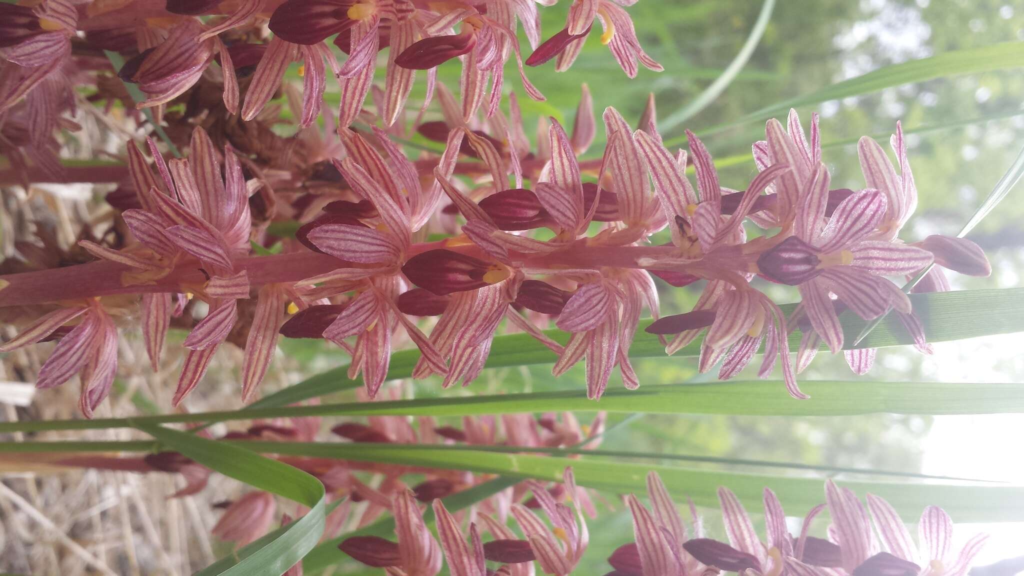 Image of Striped coralroot