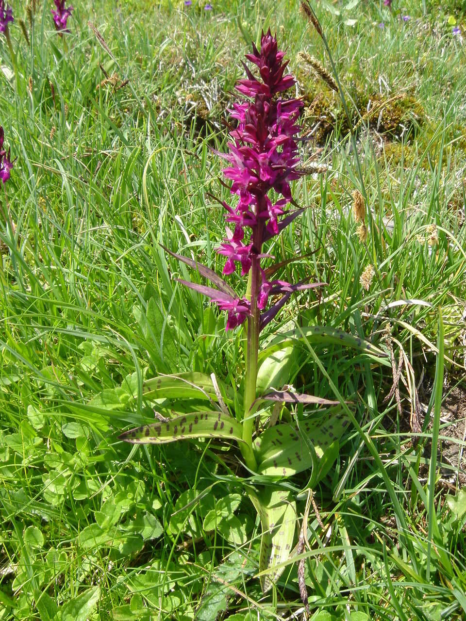 Image of Coeloglossum