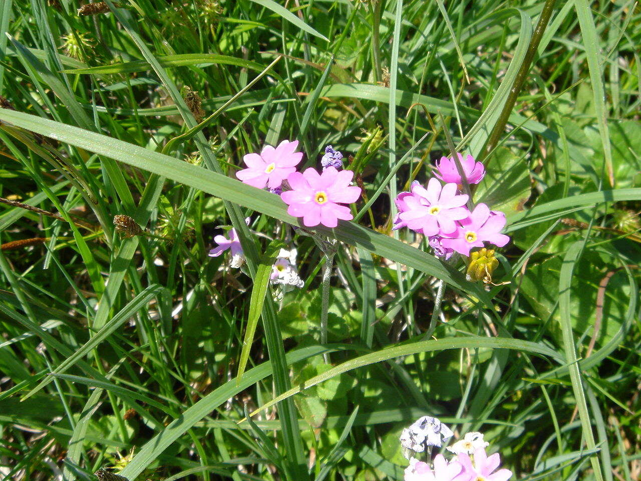 Plancia ëd Primula farinosa L.