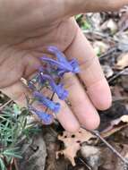 Imagem de Corydalis turtschaninovii Bess.