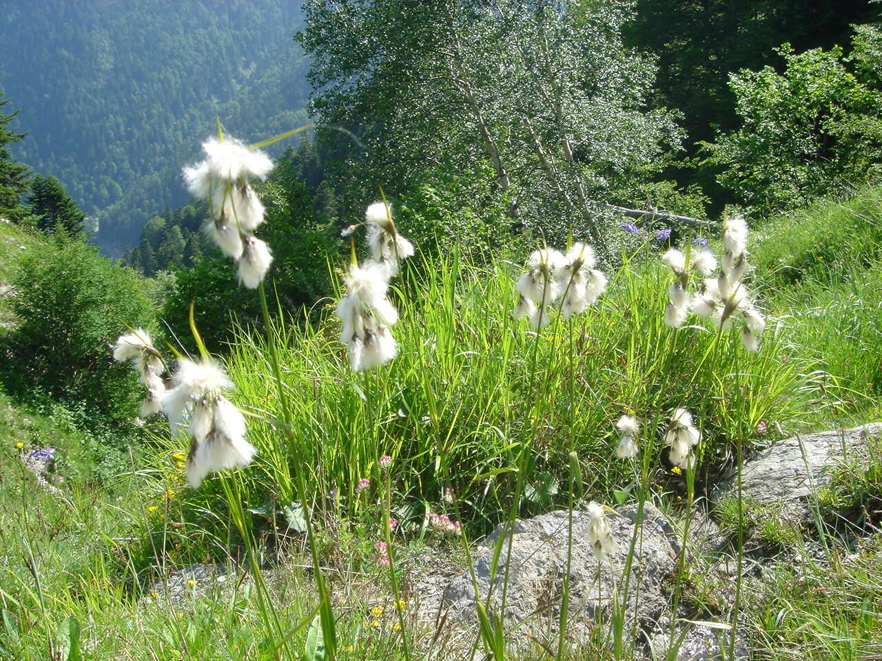 Image of common cottongrass