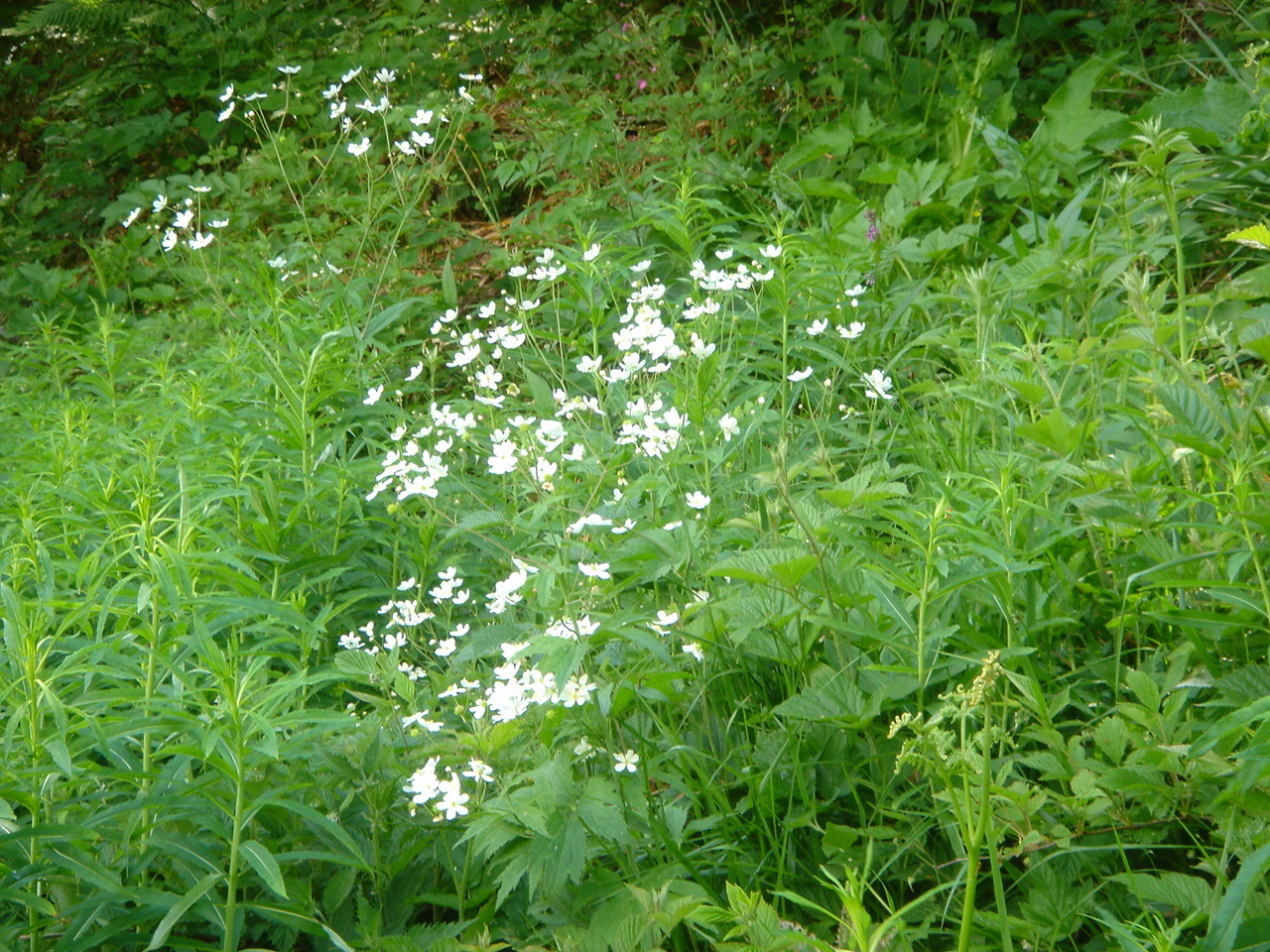 Ranunculus aconitifolius (rights holder: Ghislain118 http://www.fleurs-des-montagnes.net)